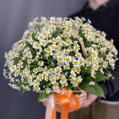 Корзинка ромашек "Созвездие Ангела"