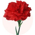 sostav