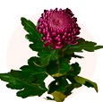 sostav