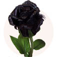sostav