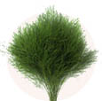 sostav