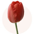 sostav