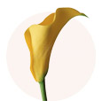 sostav