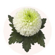 sostav
