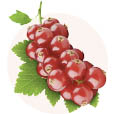 sostav