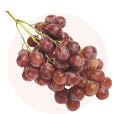 sostav