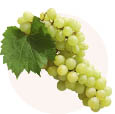 sostav